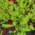 Nátržník krovitý (Potentilla fruticosa) ´MARIAN RED ROBIN´® - výška 20-30 cm, kont. C2L